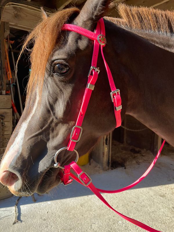 Western Bridle