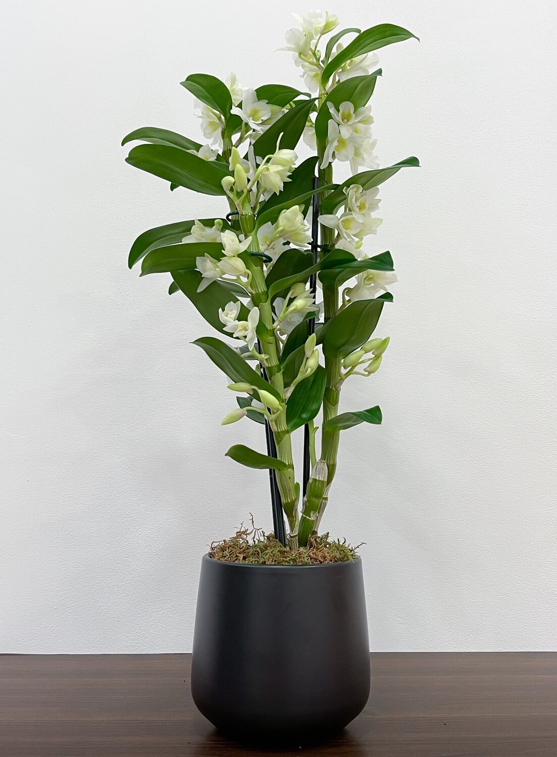 Dendrobium Orchid
