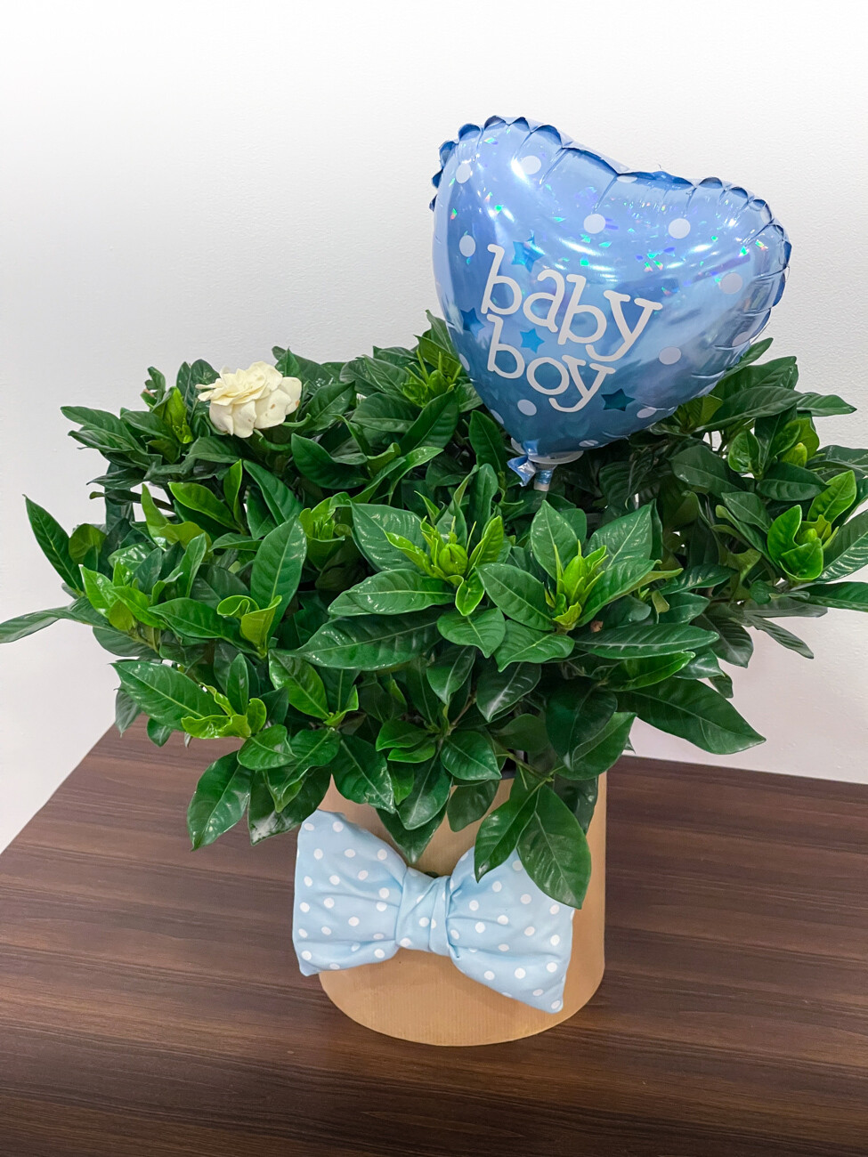 Baby Boy Gardenia