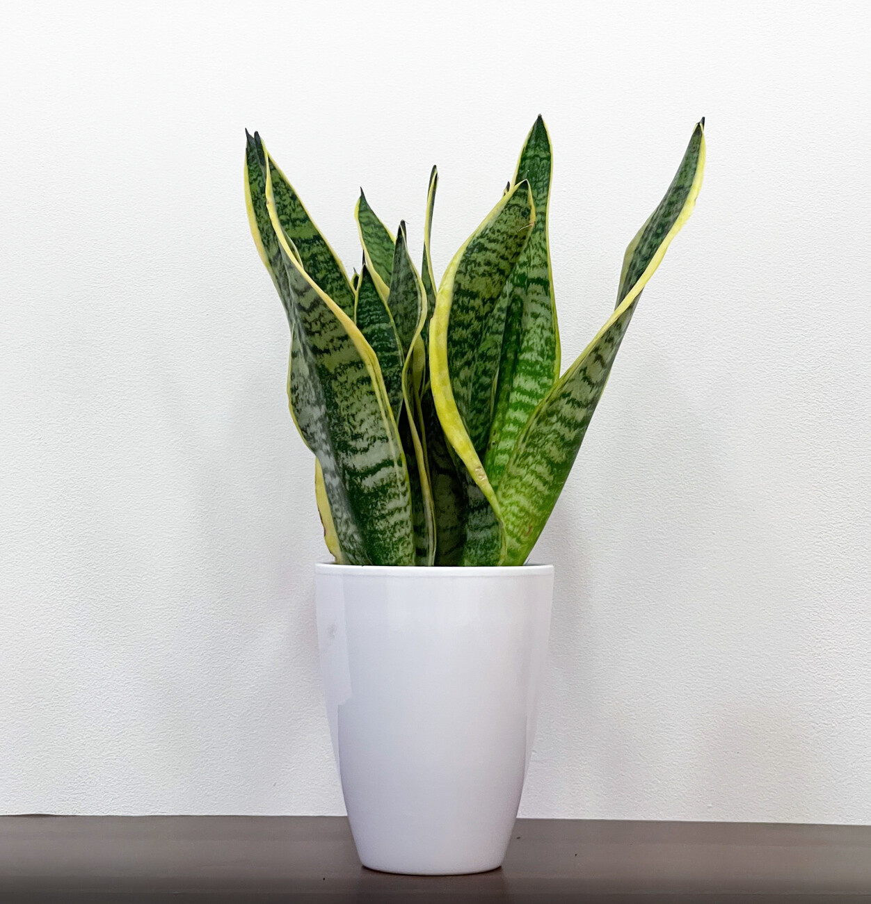 Sansevieria