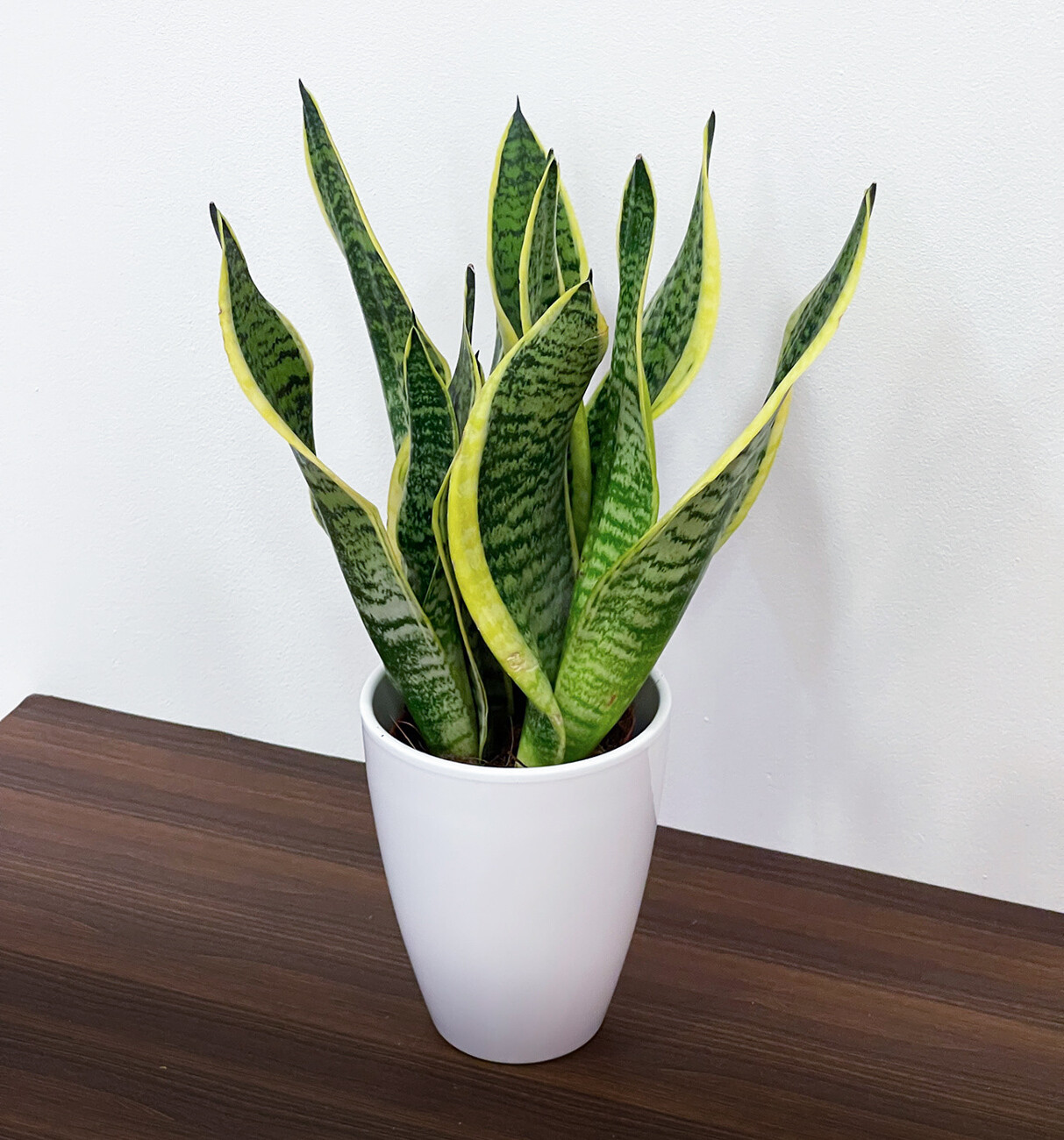 Sansevieria