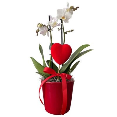 Valentine's Mini Orchid
