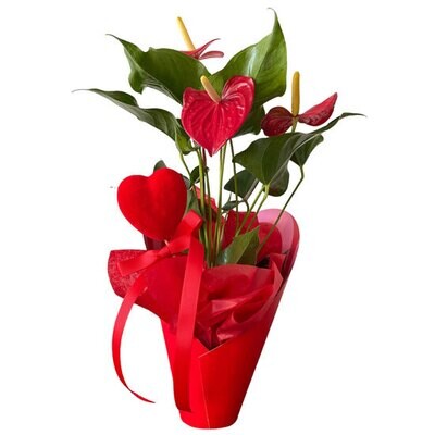 Valentine's Anthurium