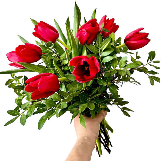 Red Tulips