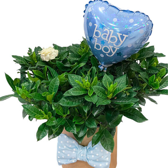 Baby Boy Gardenia