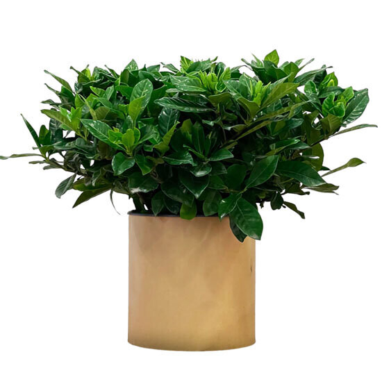 Gardenia