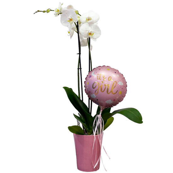Baby Girl Orchid