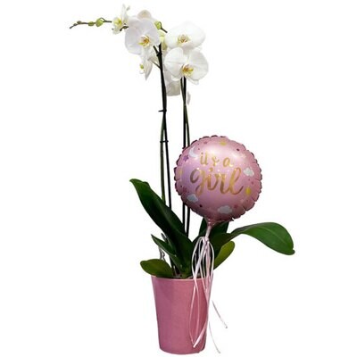 Baby Girl Orchid
