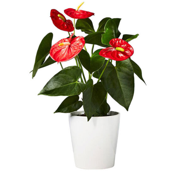 Anthurium