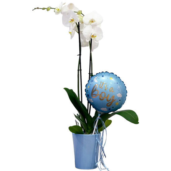 Baby Boy Orchid