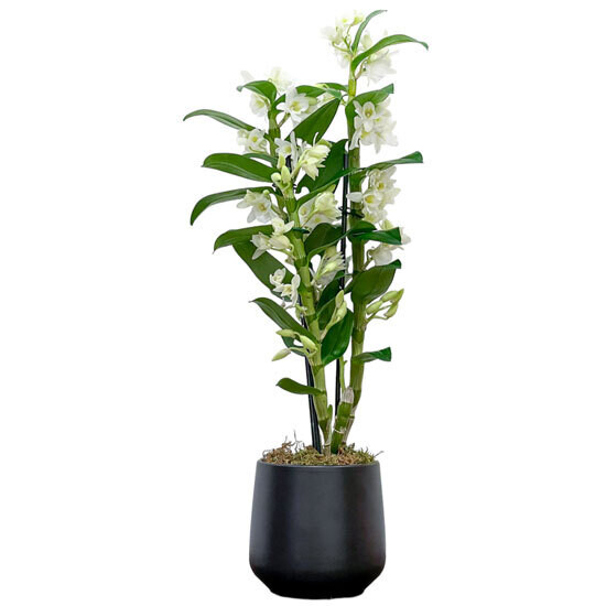Dendrobium Orchid