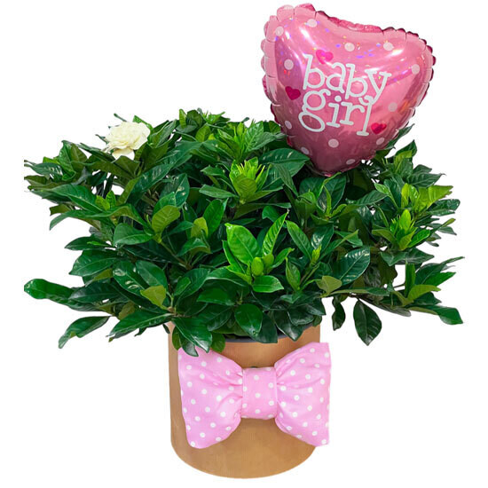 Baby Girl Gardenia