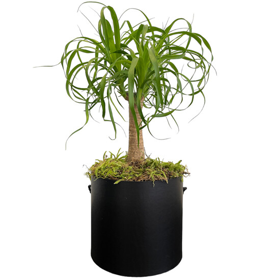 Beaucarnea