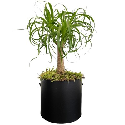 Beaucarnea