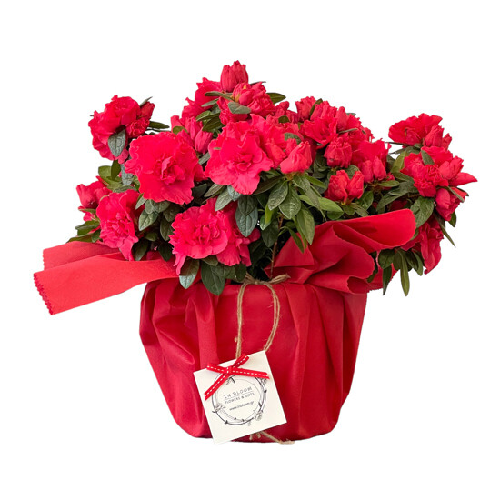 Azalea