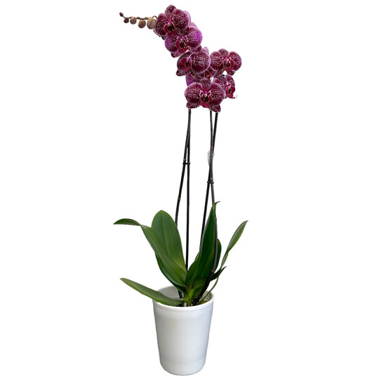 Phalaenopsis Orchid