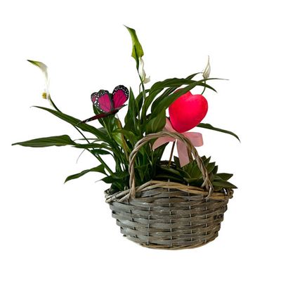 Φυτό σε Ψάθινη Τσαντούλα