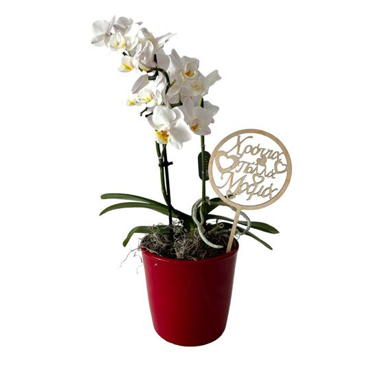 Mini Orchid