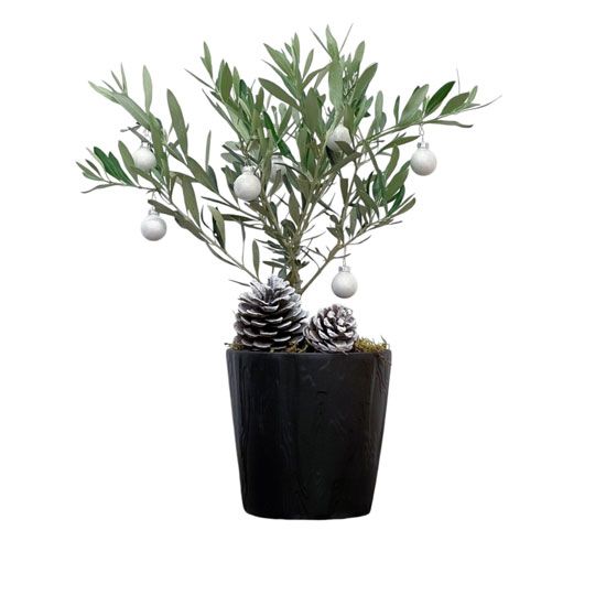 Chistmas Mini Olive Tree