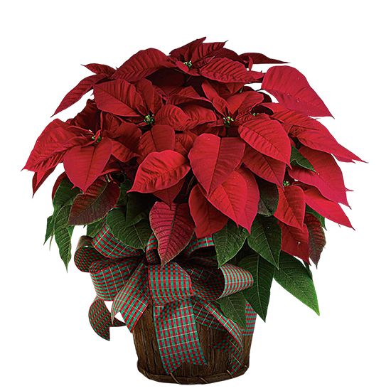 Poinsettia