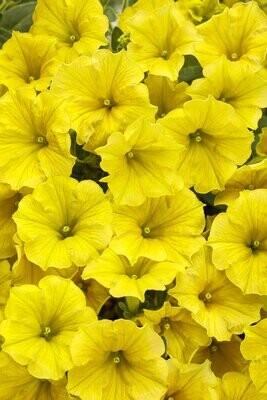 Supertunia™ Mini Vista™ Yellow