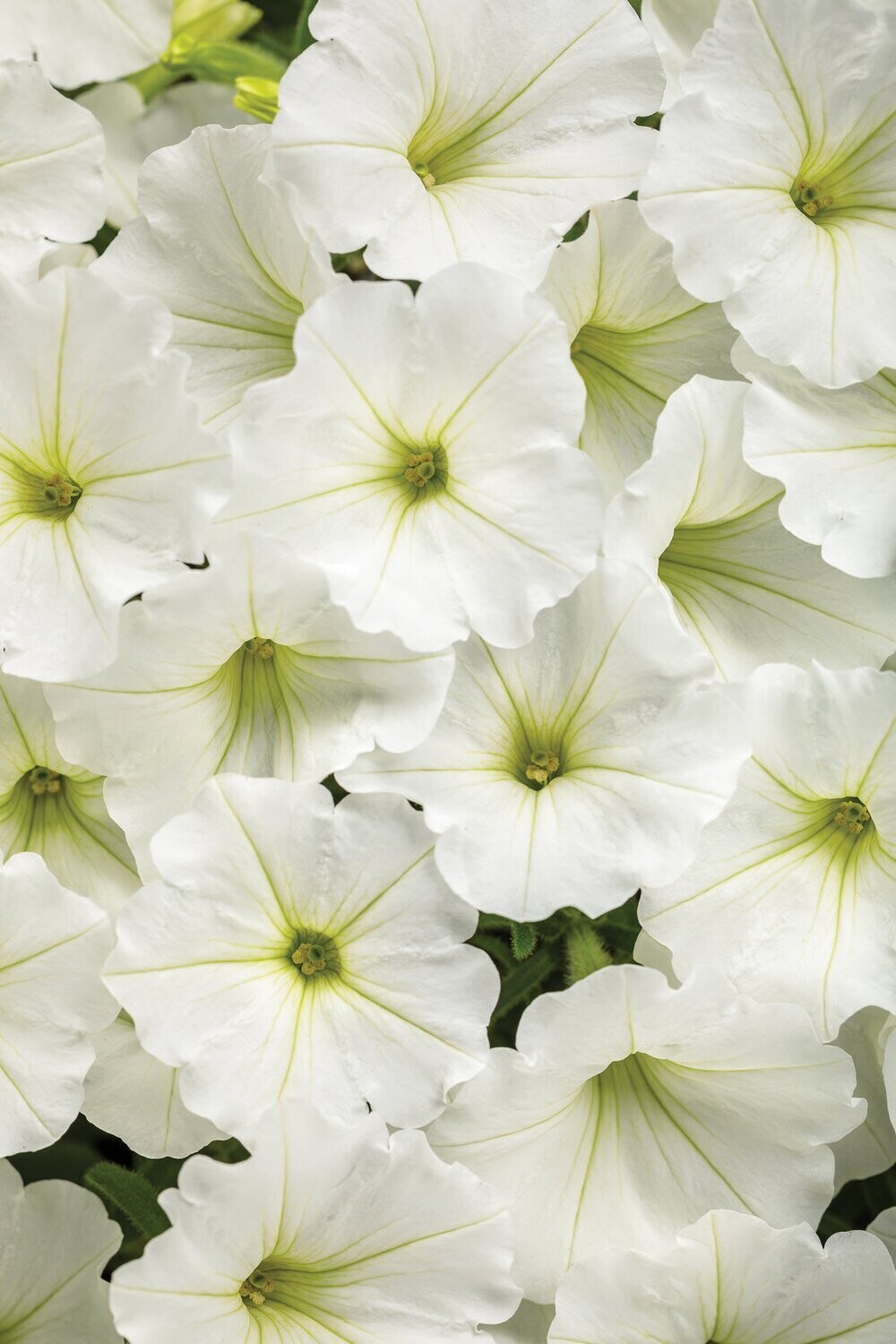 Supertunia Vista™ Snowdrift™
