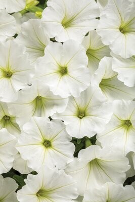 Supertunia Vista™ Snowdrift™