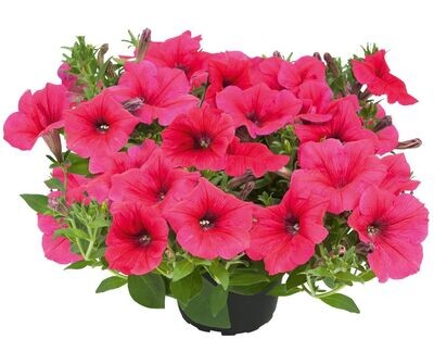 Supertunia™ Kuyamba Sweet Pink