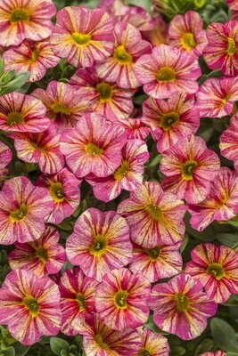 Superbells™ Tropical Sunrise