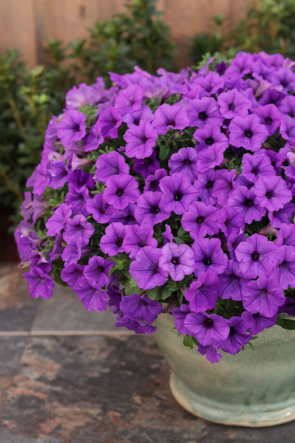 Supertunia™ Mini Vista™ Blue Violet - Indigo