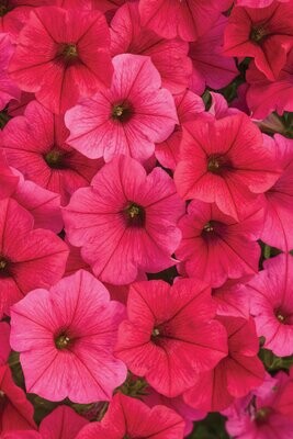 Supertunia™ Vista™ Paradise