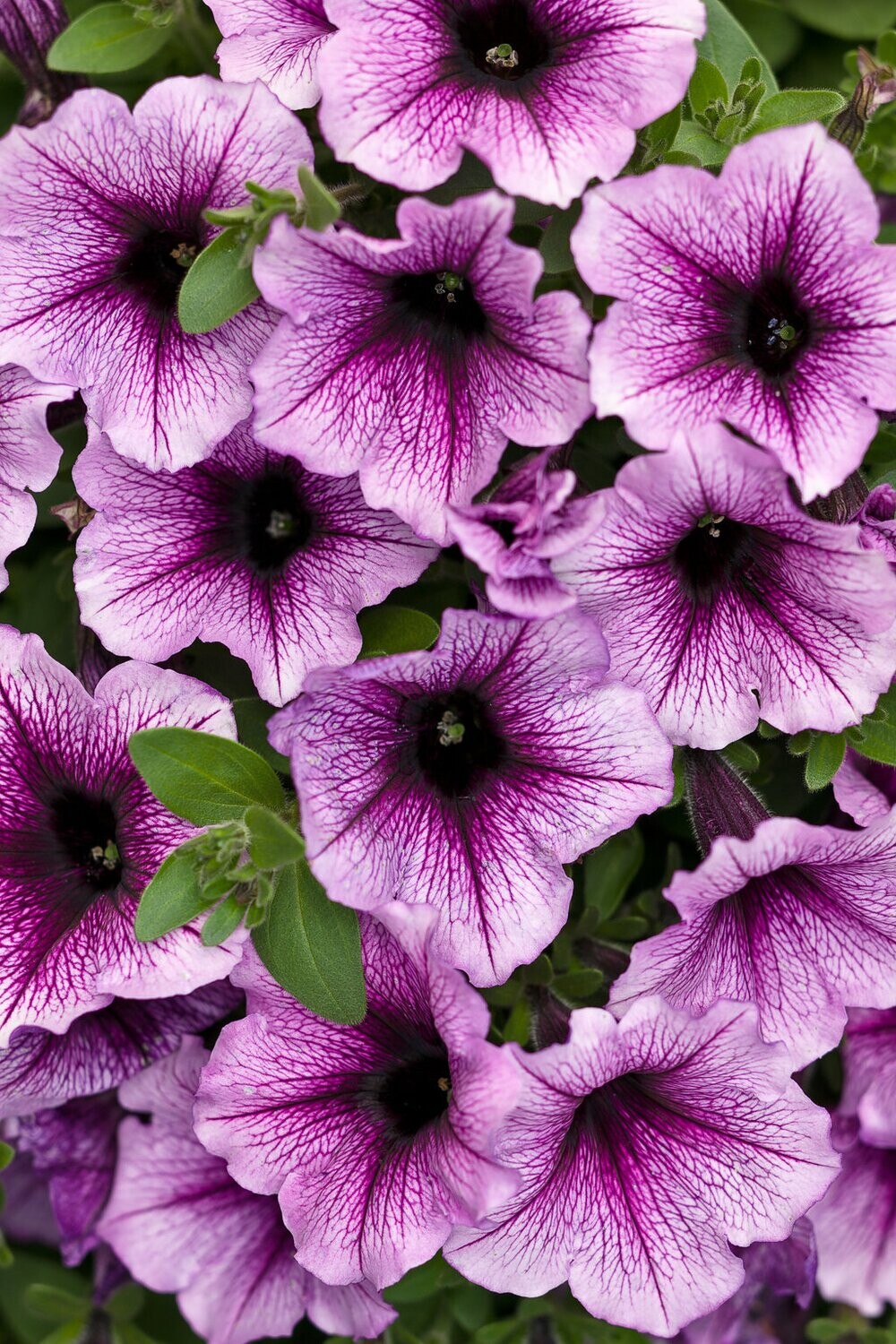 Supertunia™ Bordeaux™