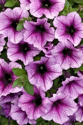 Supertunia™ Bordeaux™