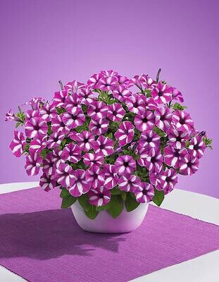 Supertunia™ Vista™ Raspberry Star