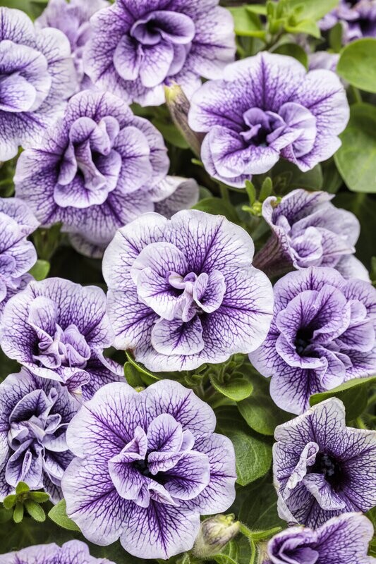 Supertunia® Lavender Bouquet - Priscilla