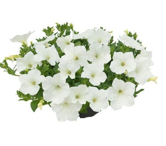 Supertunia® Kuyamba White