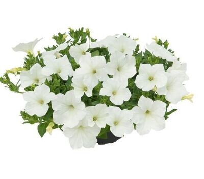 Supertunia™ Kuyamba White