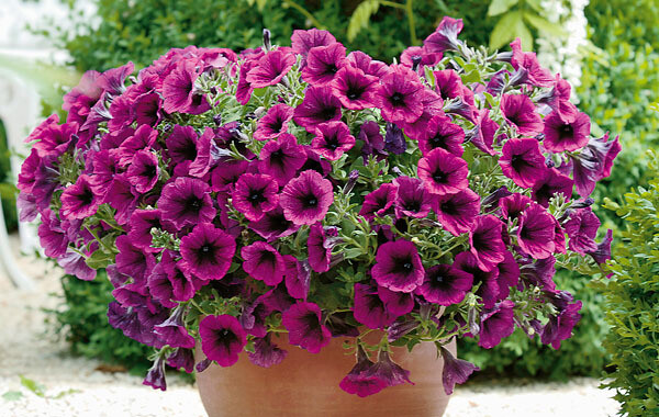 Supertunia™ Merlot