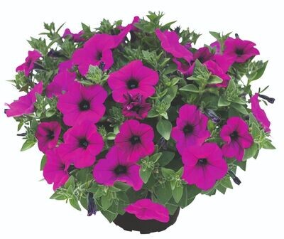 Supertunia™ Kuyamba Purple