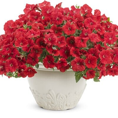 Supertunia™ Chilli Red
