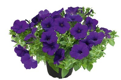 Supertunia™ Kuyamba Lilac Blue
