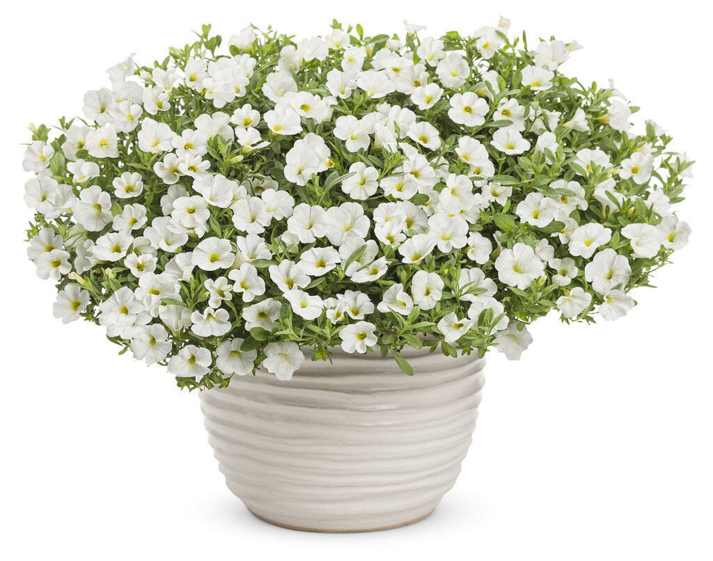 Superbells™ Unique White