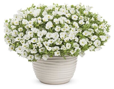 Superbells™ Unique White