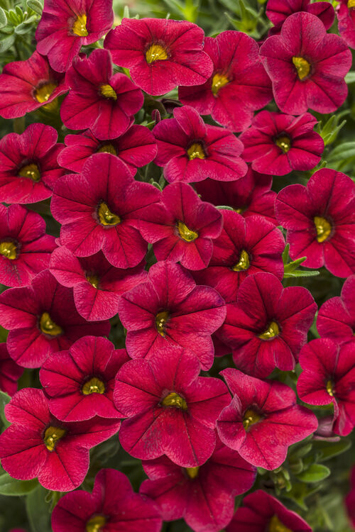 Superbells™ Unique Red