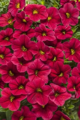 Superbells™ Unique Red