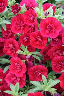 Superbells™ Double Ruby