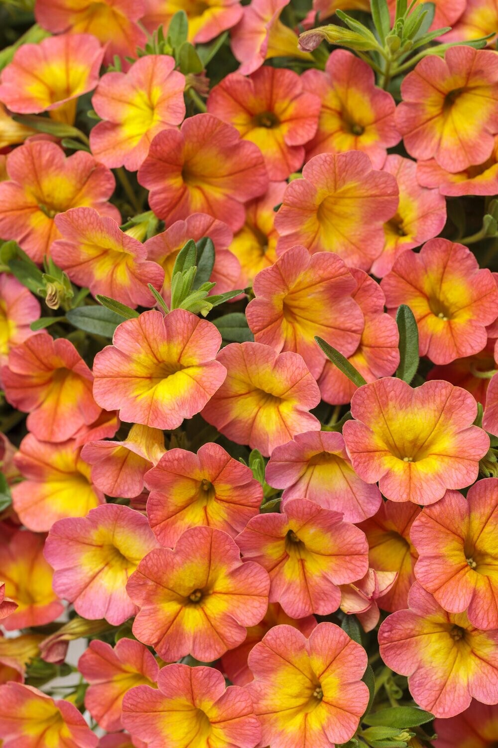 Superbells™ Honey Peach - Coral Sun