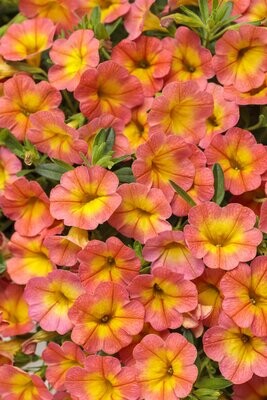 Superbells™ Honey Peach - Coral Sun