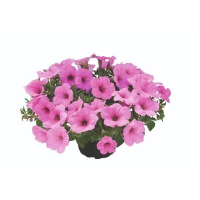 Supertunia® Kuyamba Pink