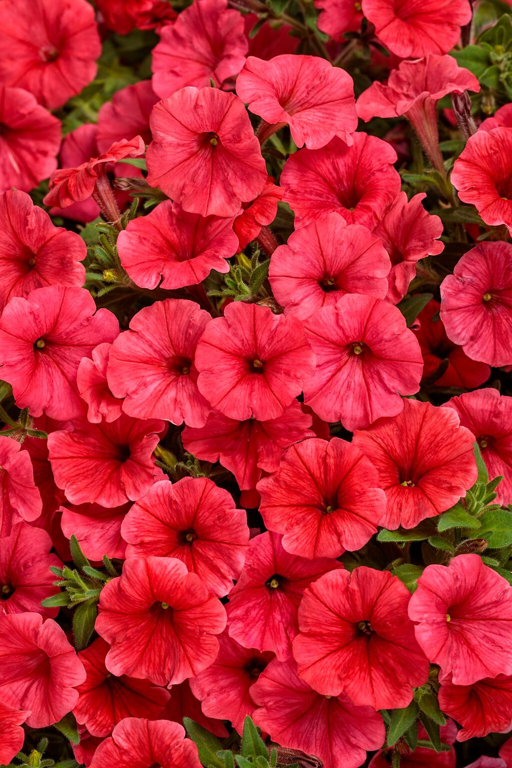 Supertunia™ Mini Vista™ Coral